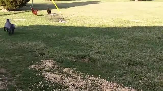 Funny Animal Video : Do not laugh alone