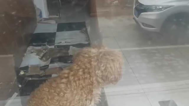 The dog