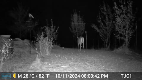 Doe, Fawns, and Opossums 2