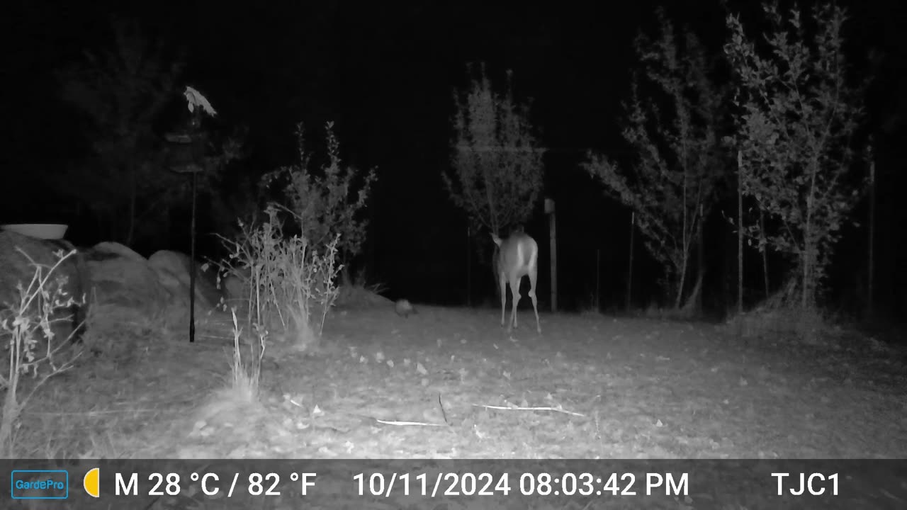 Doe, Fawns, and Opossums 2