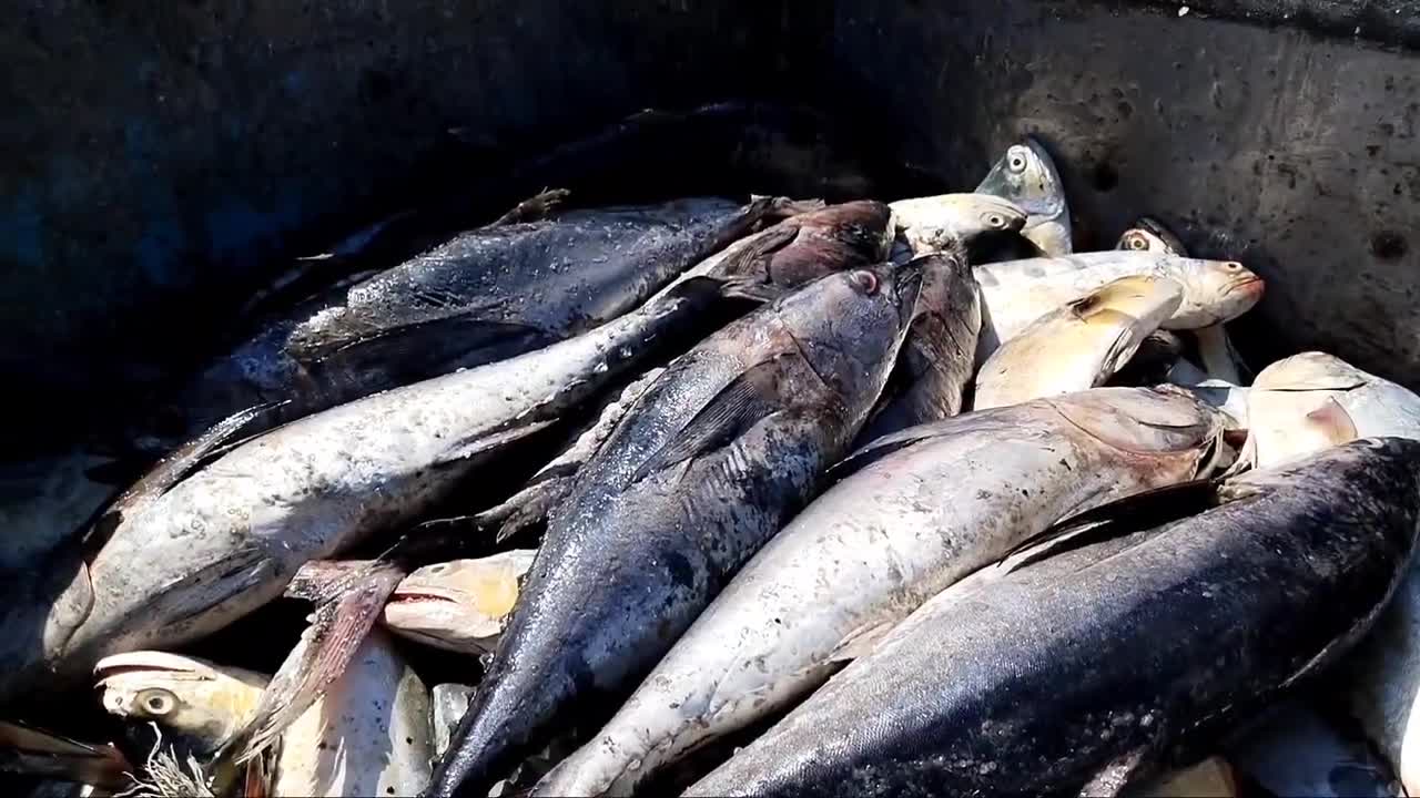 Big Fish Catching || Amazing GholFish || Deep sea in Gujarat fishing Boat ||-13