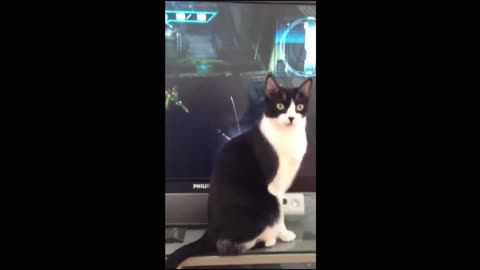 TRY NOT TO LAUGH FUNNY DOGS- CATS