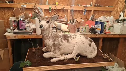 I Mount a Full Body Deer A-Z(Piebald)