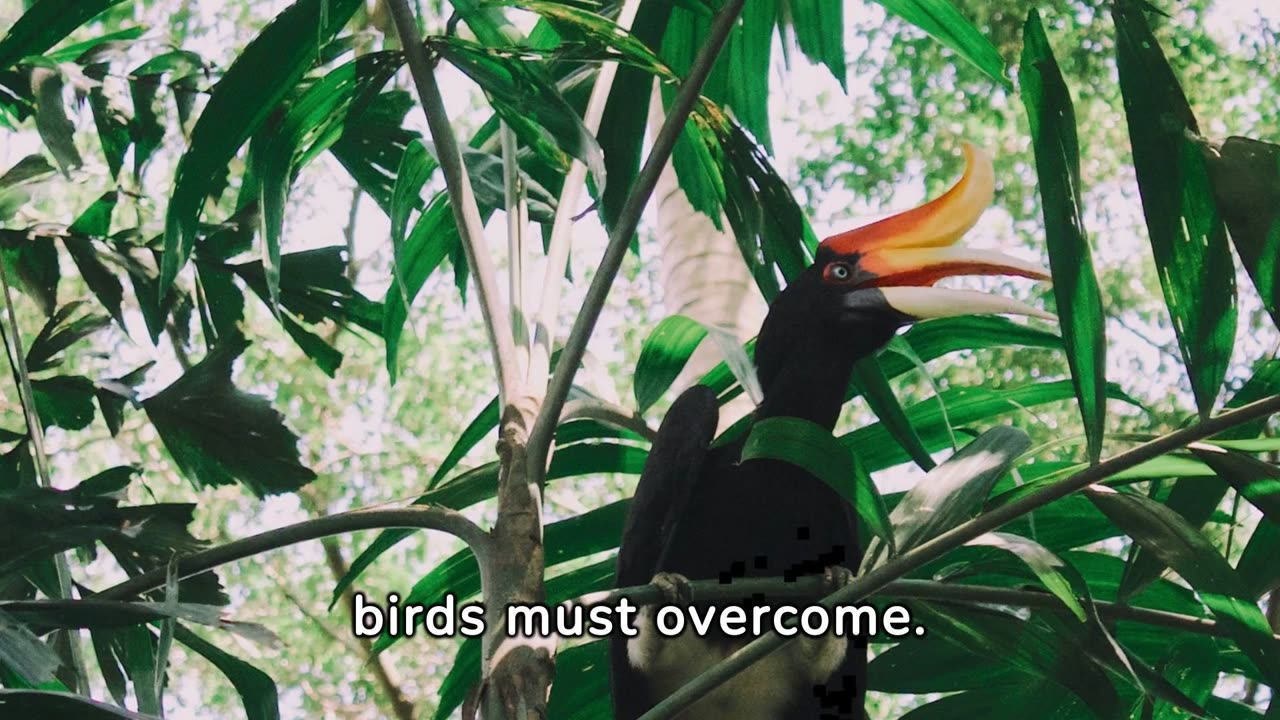 "Rare hornbill species"