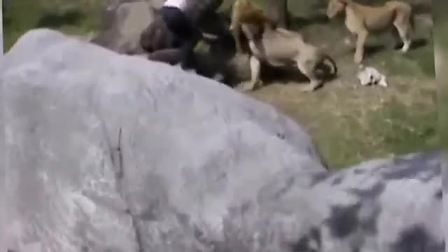 Man Entered The Lions Cage in Taipei Zoo and almost gets killed Horrible News Video of man vs Lion