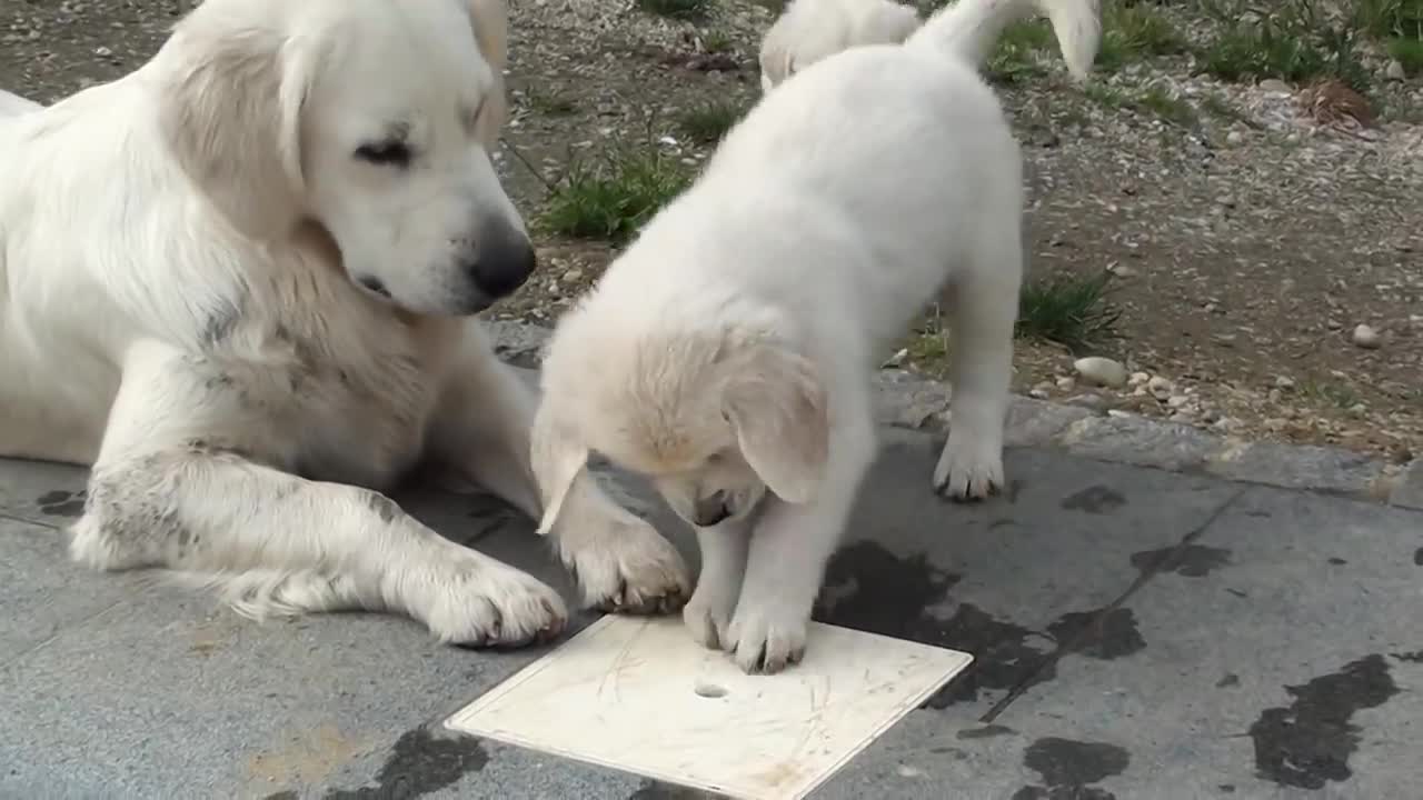 Schwarm con Golden Retriever Welpen