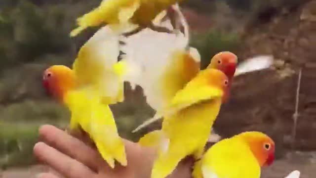 This is the Bird Master