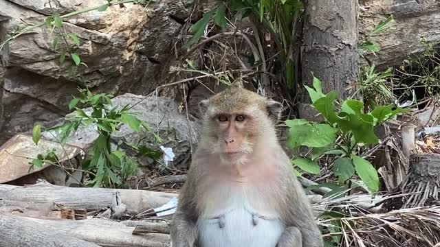 Monkey Sitting