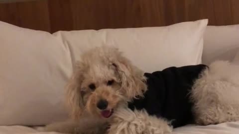 White dog black sweater digs into white bed sheet