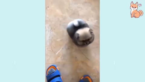Cute little Puppies 😍 Funny and Smart Dogs Compilation
