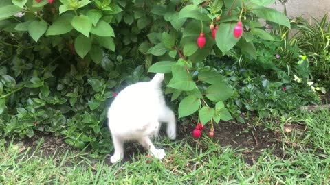 This is crazy cat
