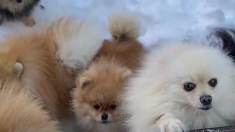 Puppy videos for dogs, dogs, dog, puppies, dog videos, funny videos, cute dogs, puppy, funny #shorts