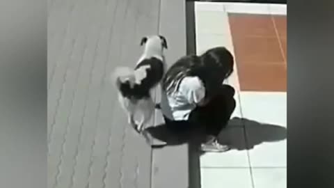 Dog funny video 🤣