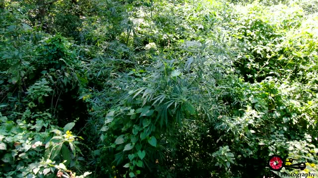 Drone Finds Marijuana, The Devils Lettuce Growing Everywhere on River Banks 4K Drones Footage
