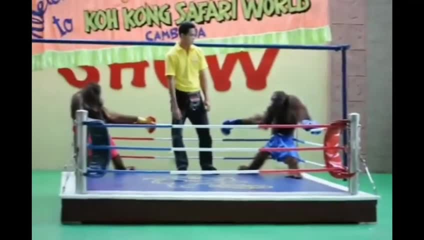Monkey funny 🐒 boxing 🥊🥊🥊