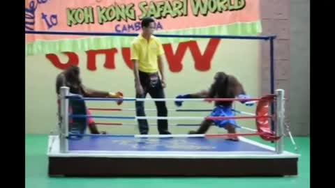 Monkey funny 🐒 boxing 🥊🥊🥊