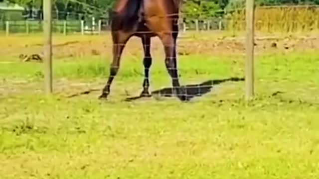 cat and animal fun