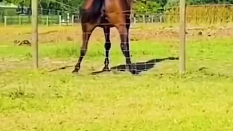 cat and animal fun