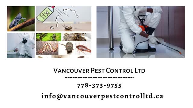 Professional Pest Control Vancouver - Vancouver Pest Control Ltd