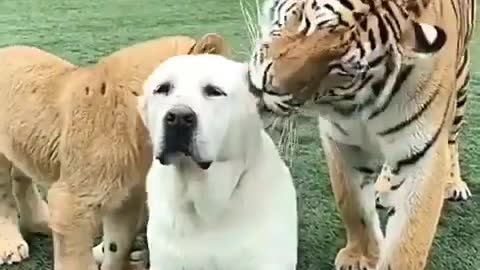 Dog and tiger cute and lovely moment 💯👍