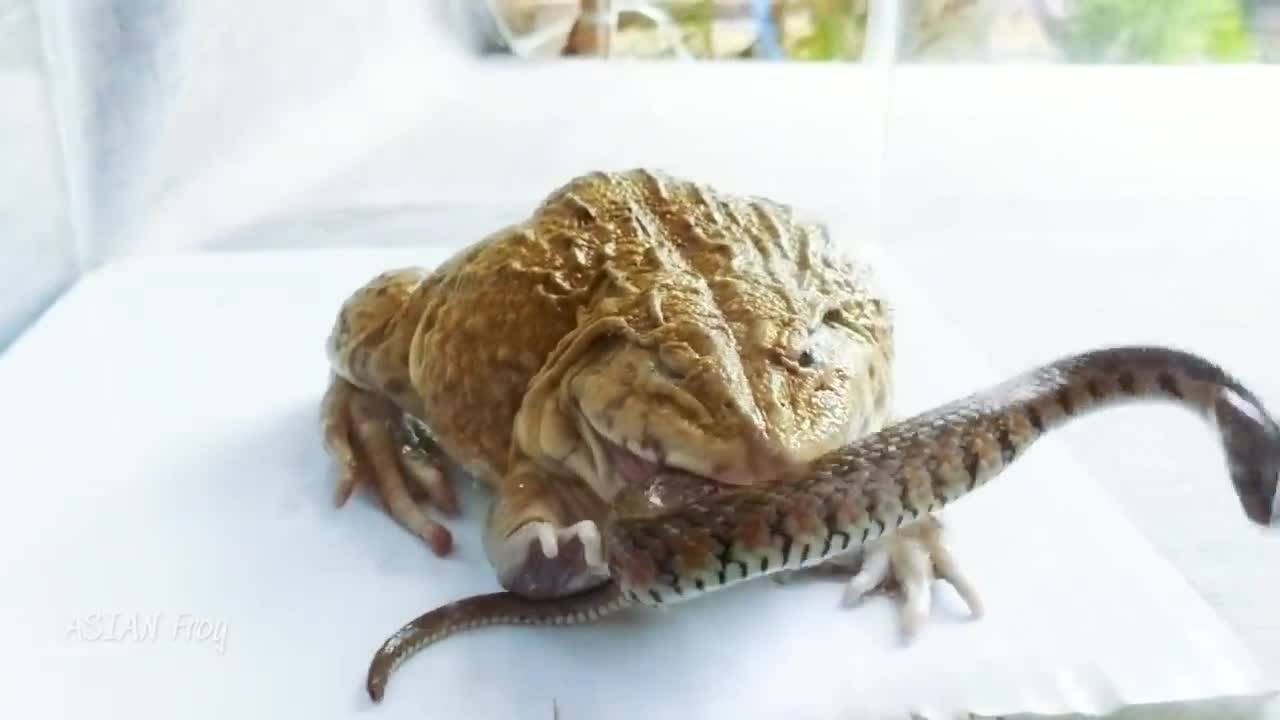 Bullfrog vs snack vs scorpion