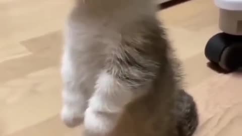 Funny Little Cat