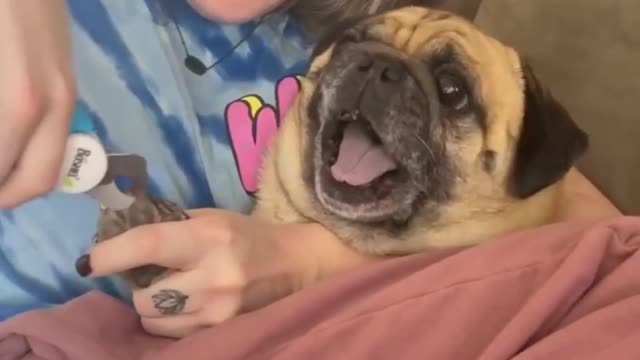 Cute Pug HATES getting his nails clipped