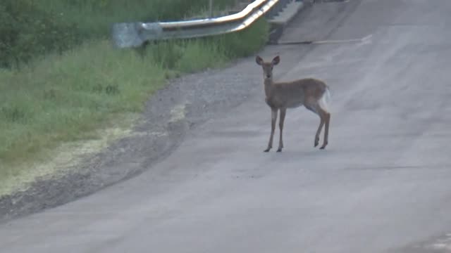 White-tailed deer