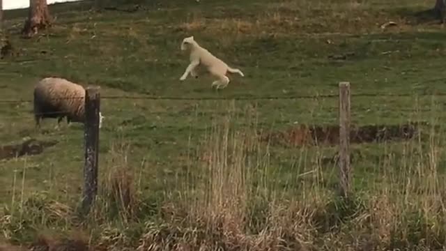 Sheep jumping around in lawn