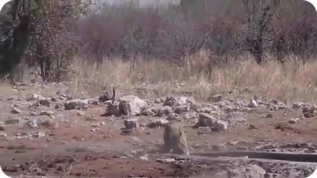 whild animals hunting