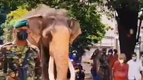 The king elephant of Nedumgamuwa