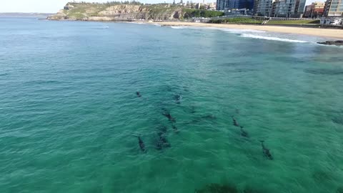 Drone Films Two Pods of Dolphins in Newcastle NSW Australia