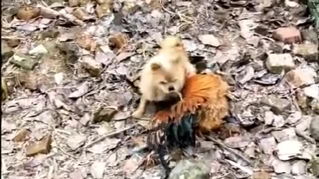 Funny checken fighting dog