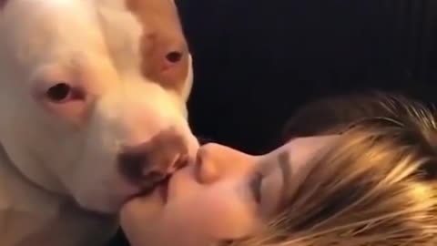 Pitbull videos