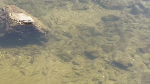 Minnows Humber River Toronto