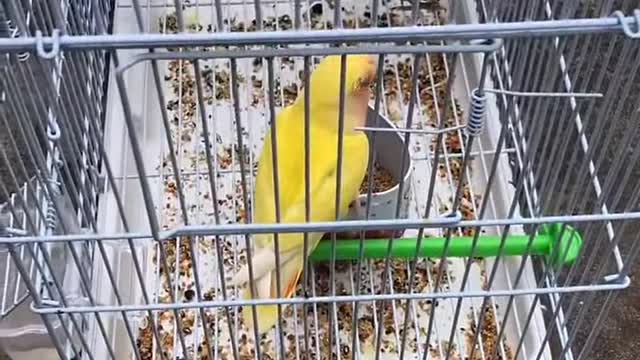 Funny Pets And Animal Compilation