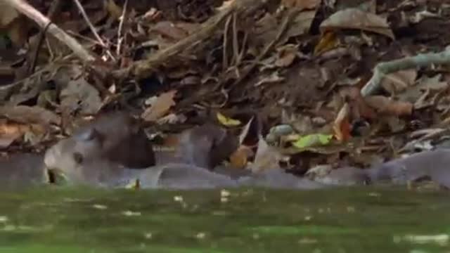 Newborn Otter Cubs | Wildlife on One | BBC Earth