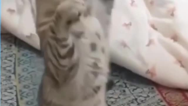 The Best cat clip that will make you laugh !!