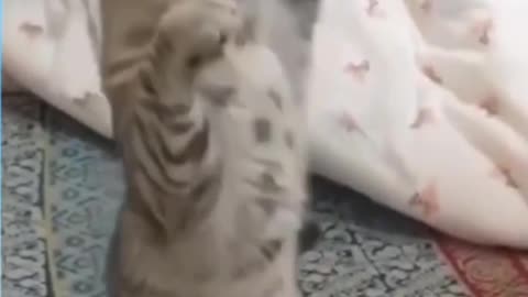 The Best cat clip that will make you laugh !!