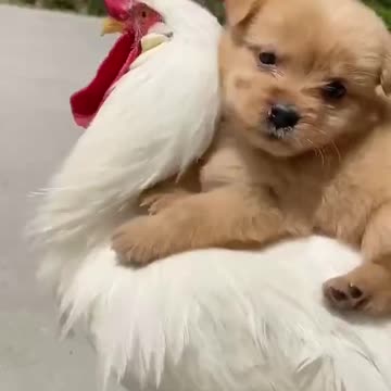 Chicken Love Puppy