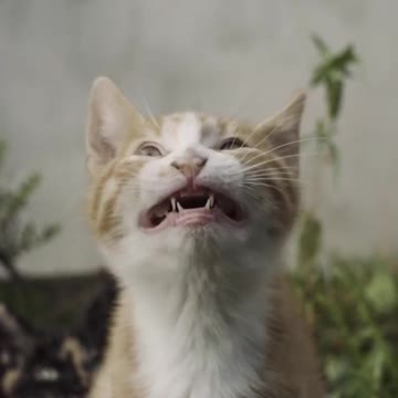 Funny And Cute Husky Puppies Compilation #11 Adorable Husky Puppy