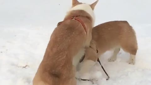 Can't stop laughing cats and dogs🐈😺 Cute #97💋🥺