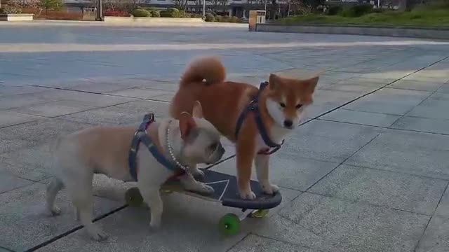 SkateDog-6