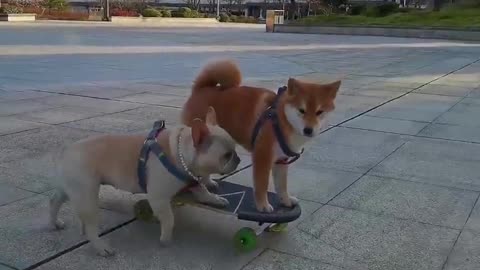 SkateDog-6