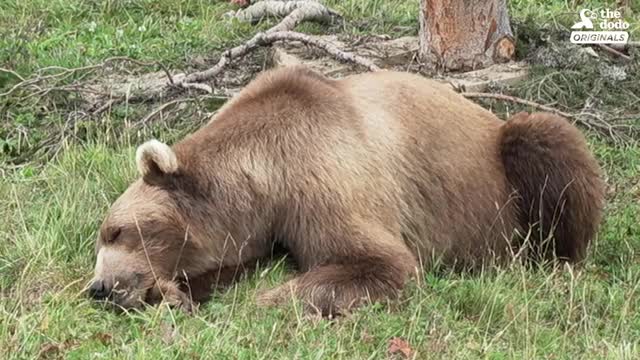 Bear Who Spent His Life In A Cage Is Thrilled To Play In Snow