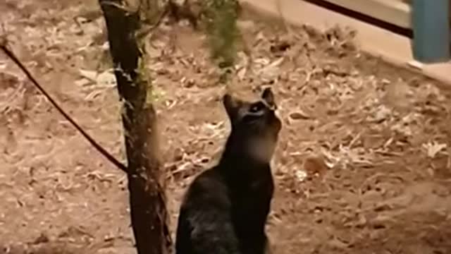Cat looking at the full moon