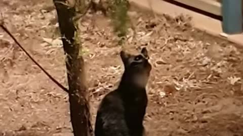 Cat looking at the full moon