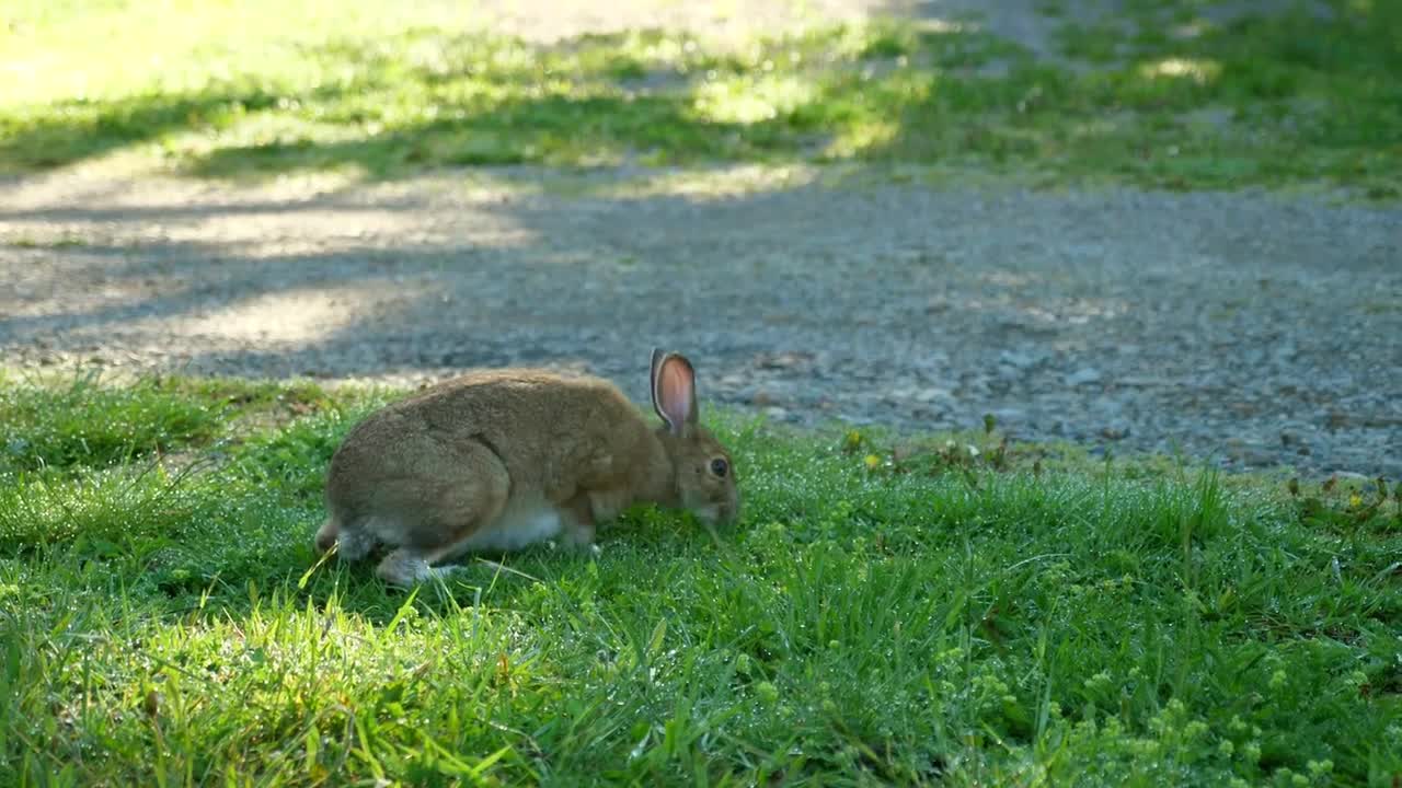 A Cute Wild Rabbit Eating Grass In The Morning