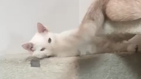 A cat with no thoughts