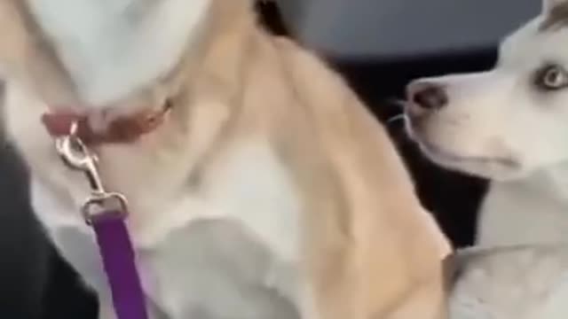 Funny dogs videos 2021,time to laugh with Dogs _Dog sleep_Dog fighting_Dog sound_Dog playing #Shorts